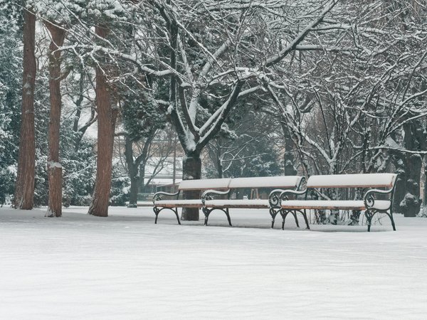 Massothérapeute pour animaux : un métier d'avenir ?